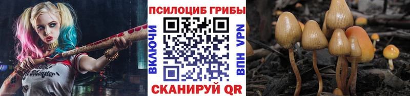 Псилоцибиновые грибы Psilocybe где купить наркоту darknet клад Новосибирск
